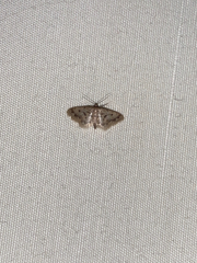Idaea bonifata