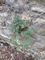 Geranium robertianum