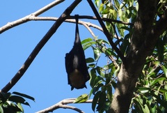 Pteropus conspicillatus