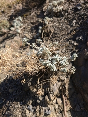 Odontarrhena obtusifolia