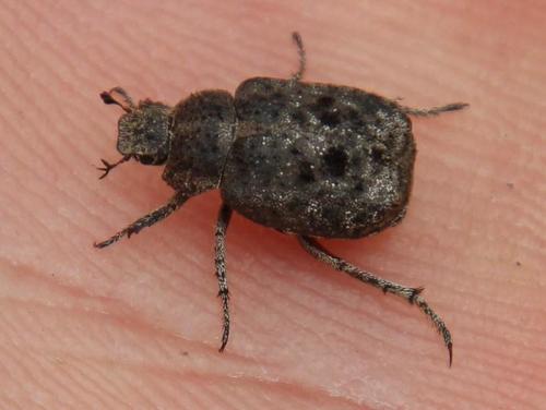 Sordid Monkey Beetle photo 3