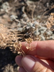 Odontarrhena obtusifolia