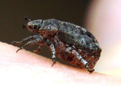Hoplia sordida