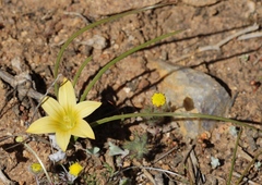 Romulea citrina