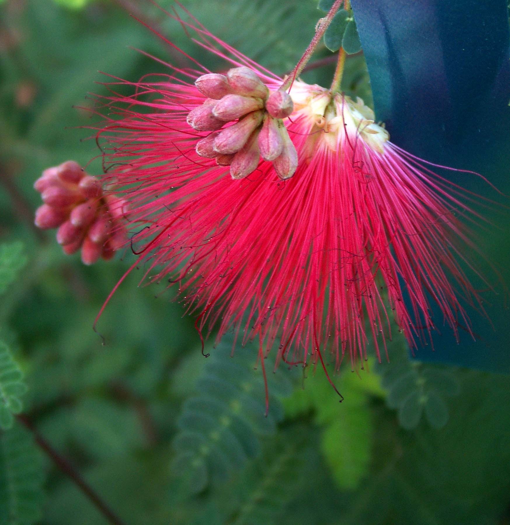Calliandra californica