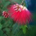 Baja Fairy Duster - Photo (c) cobalt, some rights reserved (CC BY-NC)