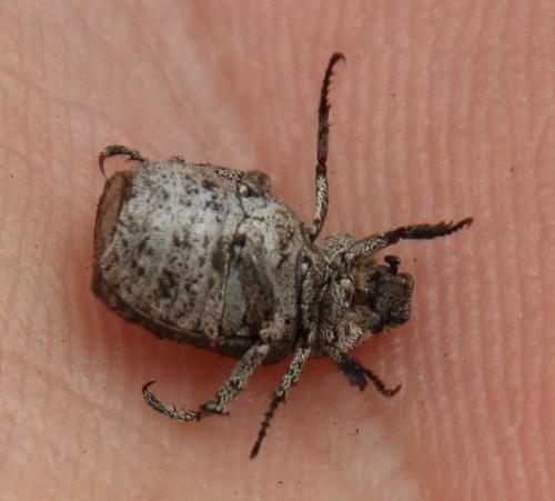 Sordid Monkey Beetle photo 6