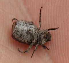 Hoplia sordida