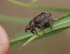 Hoplia sordida