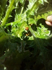 Harmonia axyridis