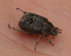 Hoplia sordida