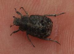 Hoplia sordida
