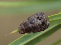 Hoplia sordida