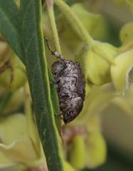 Hoplia sordida