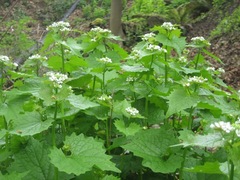 Alliaria petiolata