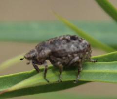 Hoplia sordida