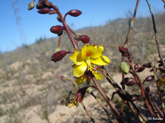 Erythrostemon angulatus