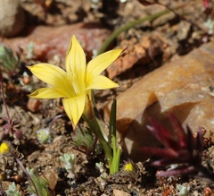 Romulea citrina