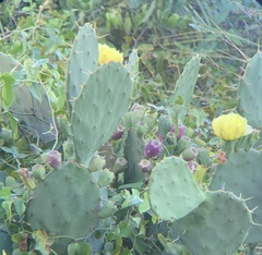 Opuntia tunoidea