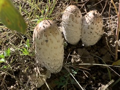 Coprinus comatus