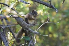 Tamiasciurus hudsonicus