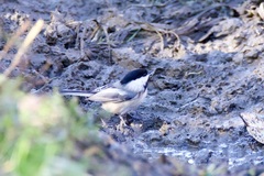 Poecile atricapillus