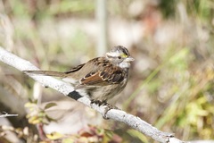 Zonotrichia albicollis