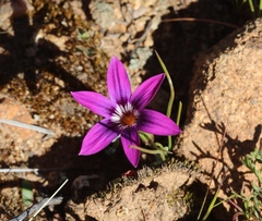 Romulea kamisensis