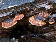 Fuscoporia viticola