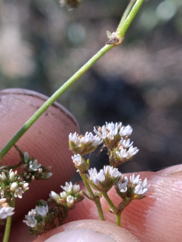 Image of Paronychia patula by (c) Scott Ward, some rights reserved (CC BY)