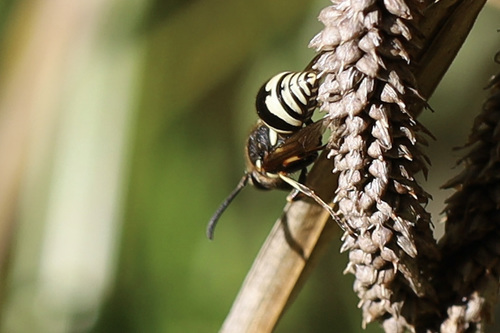 Cross Potter Wasp photo 2