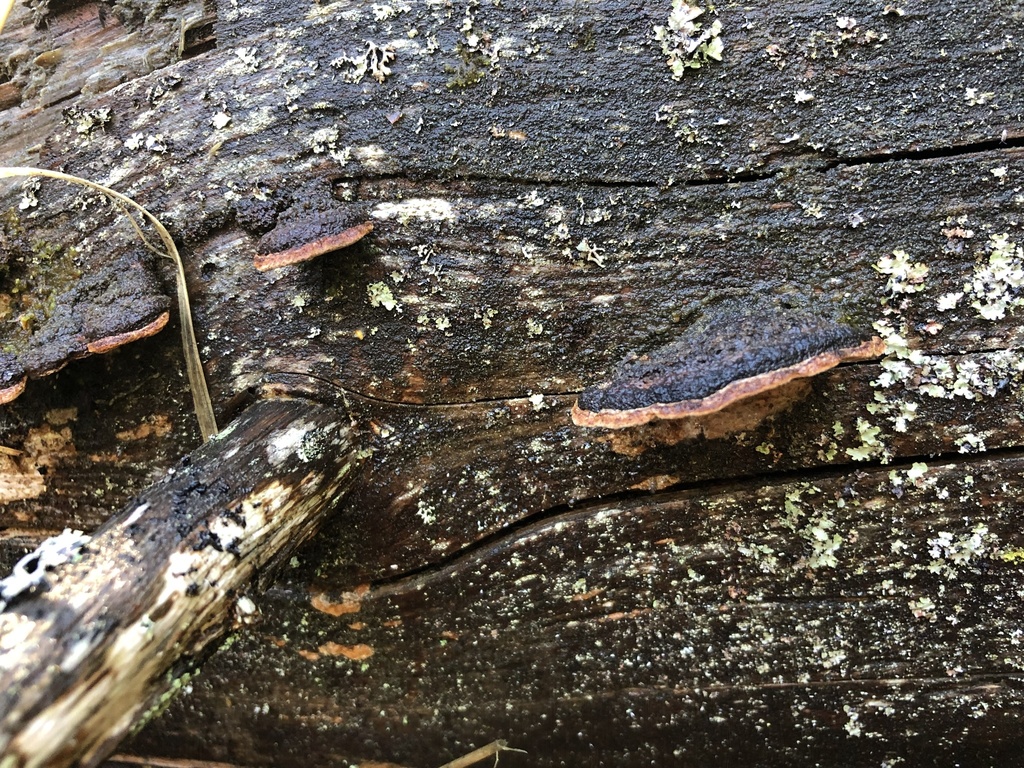 Fuscoporia viticola