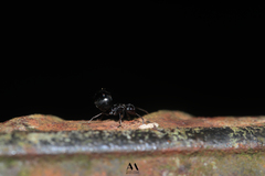 Dolichoderus debilis