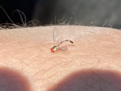 Victoriana attenuata