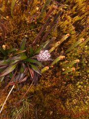 Valeriana adscendens