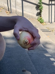 Punica