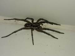 Lycosa erythrognatha