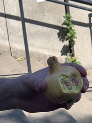 Punica