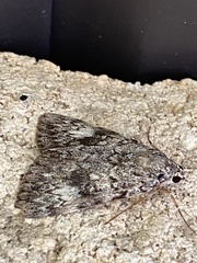 Catocala lineella