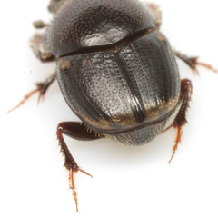 Onthophagus schaefferi
