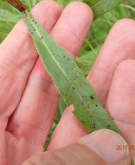 Senecio digitalifolius