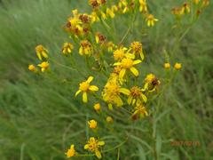 Senecio digitalifolius