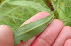Senecio digitalifolius