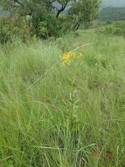 Senecio digitalifolius