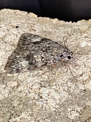 Catocala lineella