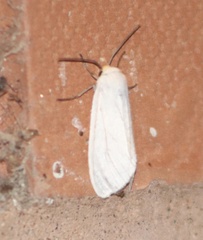 Pygarctia flavidorsalis