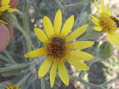 Astylus tucumanensis