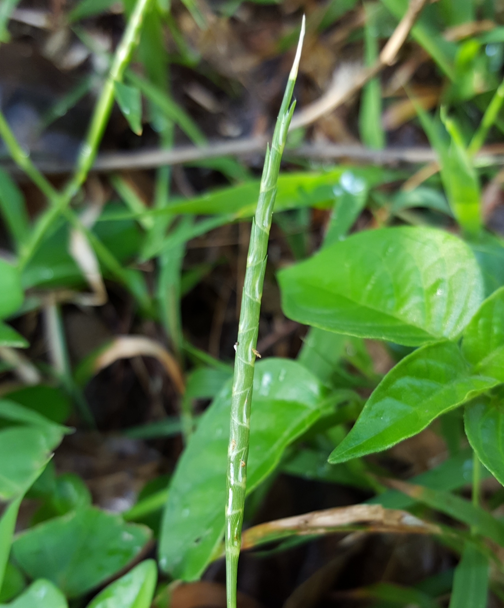 (c) François Rousseu, certains droits réservés (CC BY-NC) https://www.inaturalist.org/observations/96134958