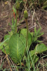 Gerbera piloselloides