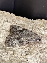 Catocala lineella